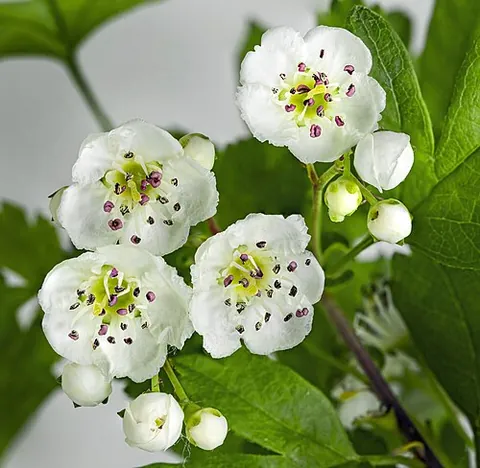 crataegus: any plant of the genus Crataegus, the hawthorns