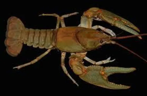 crayfish: any of numerous freshwater decapod crustaceans in superfamily Astacoidea or Parastacoidea,...