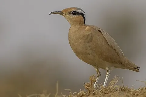 cream-colored courser: a wader, Cursorius cursor