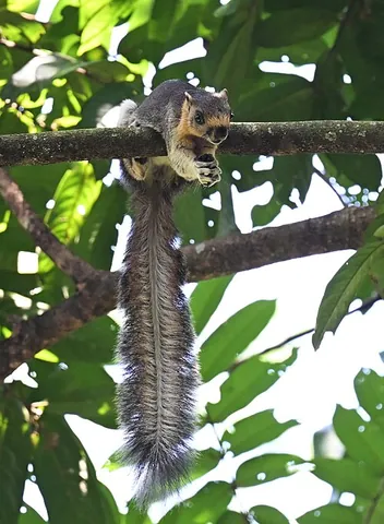 cream-coloured giant squirrel: a squirrel of the species Ratufa affinis