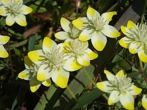 creamcups: platystemon californicus, an ornamental flowering plant in the Papaveraceae family, found growing...