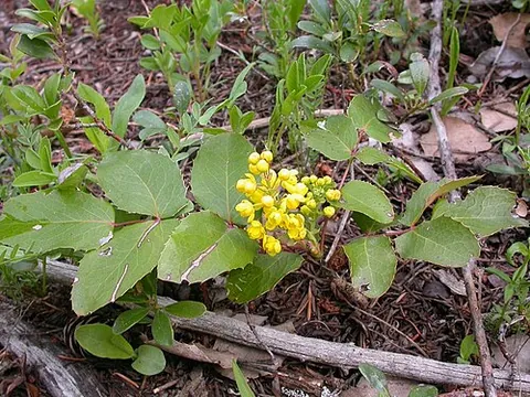 creeping barberry: a low-growing shrub with prickly leaves, native to western North America, Berberis repens (syn....