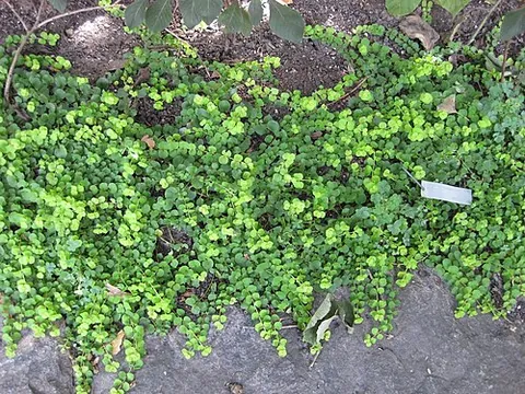 creeping jenny: a yellow-flowered crawling plant (Lysimachia nummularia, Myrsinaceae) native to Europe, widely...