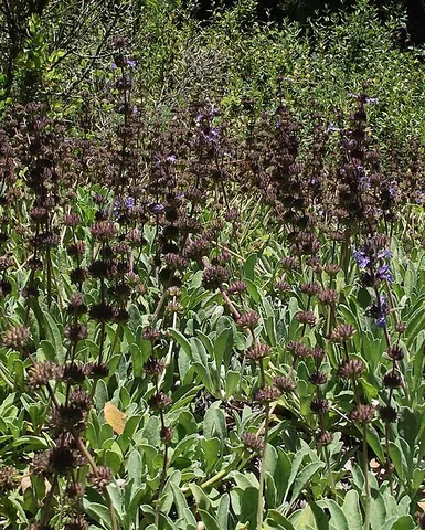 creeping sage: salvia sonomensis, a species of sage with blue to purple flowers