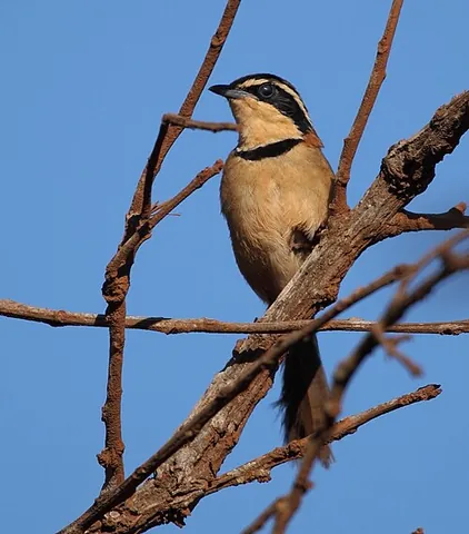 crescentchest: any of several species of birds from South America, in the genus Melanopareia