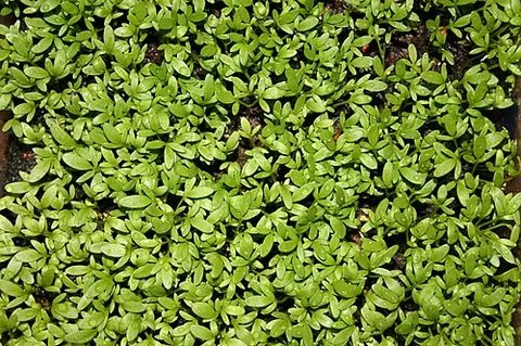 cress: a plant of various species, chiefly cruciferous. The leaves have a moderately pungent taste, and...