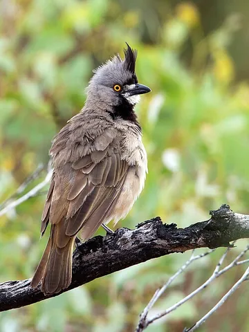 crested bellbird: any member of the species Oreoica gutturalis of bellbirds, of non-tropical Australia