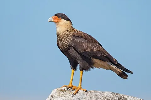 crested caracara: the bird Caracara plancus