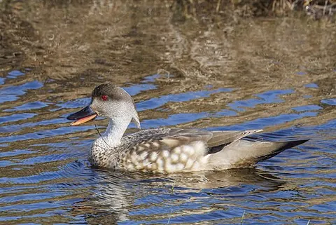 crested duck: a duck of species Lophonetta specularioides, of South America