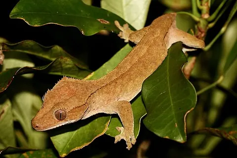 crested gecko: a gecko of species Correlophus ciliatus, often called an eyelash gecko