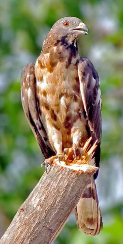 crested honey buzzard: pernis ptilorhynchus, is a bird of prey in the family Accipitridae
