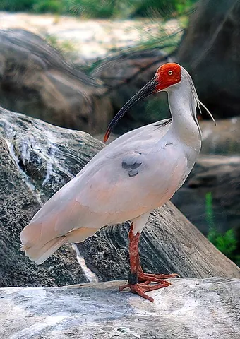 crested ibis: an ibis of the nearly extinct species Nipponia nippon, formerly native to much of east Asia, being...