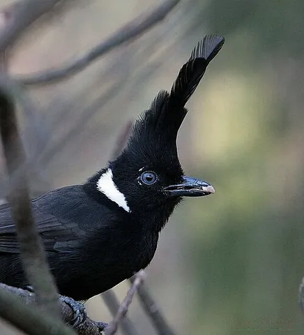 crested jayshrike: a bird native to Southeast Asia of the species Platylophus galericulatus