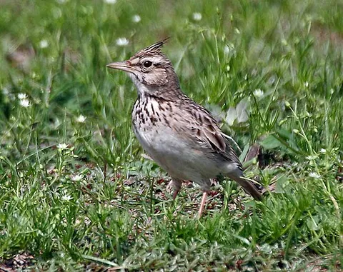 crested lark: a small, non-migratory lark found throughout most of temperate Eurasia (Galerida cristata)