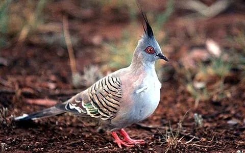 crested pigeon: a pigeon with a crest, especially Ocyphaps lophotes, widespread throughout Australia