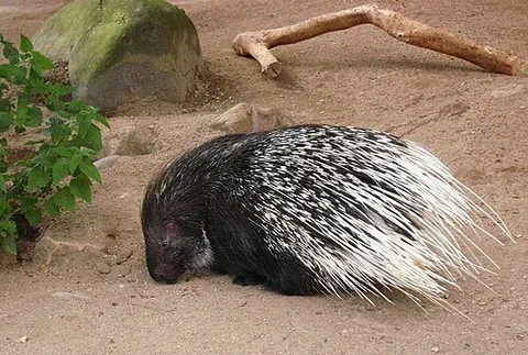 crested porcupine: a rodent of species Hystrix cristata, native to Italy, North Africa, and sub-Saharan Africa