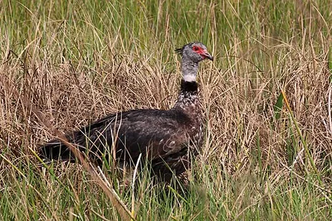 crested screamer: chauna torquata, a species of birds of the small family Anhimidae, found in South America
