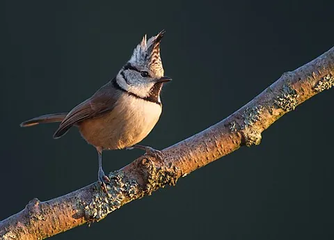 crested tit: lophophanes cristatus, a small bird of the tit family Paridae, with an erectile crest, the tip of...