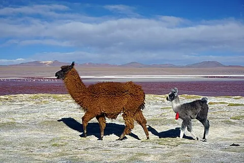 cria: a young South American camelid (llama, vicuna, guanaco or alpaca)
