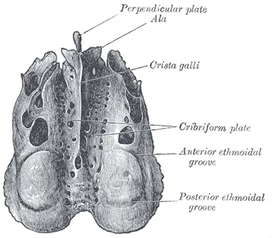 cribriform plate: in the human skull, a sieve-like region of the ethmoid bone (which separates the nasal cavity from...