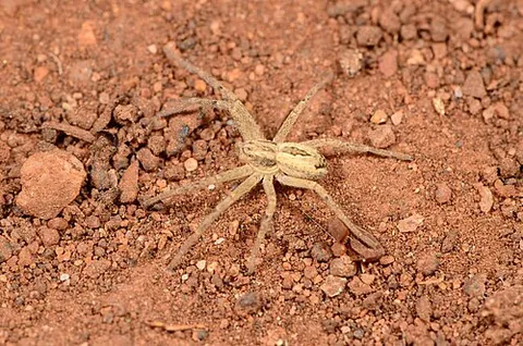 cricket thief spider: a species of running crab spider (Thanatus vulgaris), frequently found in containers of imported...