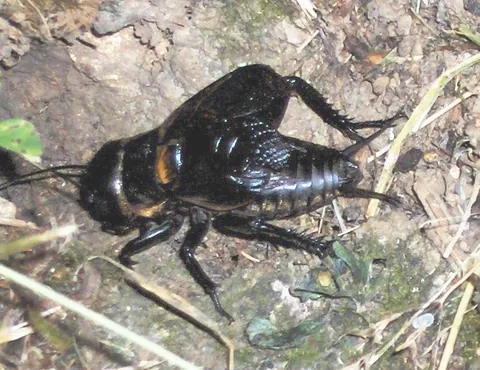 cricket: an insect in the order Orthoptera, especially family Gryllidae, that makes a chirping sound by...