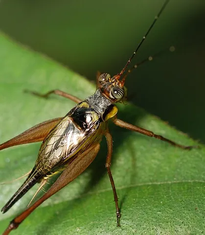 crickets: used alone or in metaphorically descriptive phrases: absolute silence where meaningful sound is...