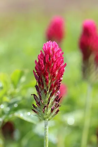 crimson clover: trifolium incarnatum, a species of clover in the family Fabaceae, native to most of Europe