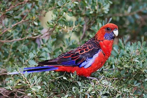 crimson rosella: a parrot of species Platycercus elegans, native to eastern and southeastern Australia