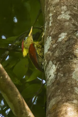 crimson-winged woodpecker: any member of the species Picus puniceus, a yellow-bodied and crimson-winged woodpecker native to...