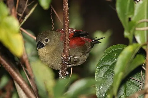 crimsonwing: any of the birds in the genus Cryptospiza, found in Sub-Saharan Africa