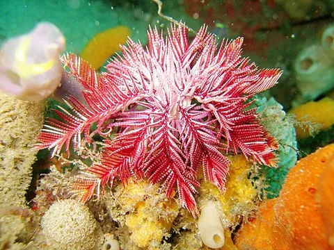 crinoid: one of the numerous animals that make up the class Crinoidea; the feather stars or sea lilies