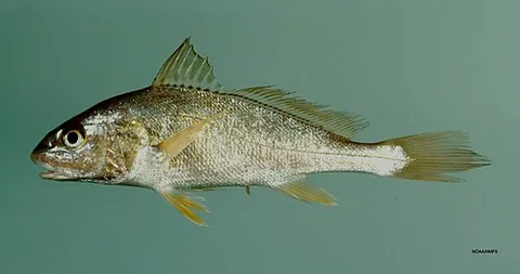 croaker: someone who or something that makes a croaking sound