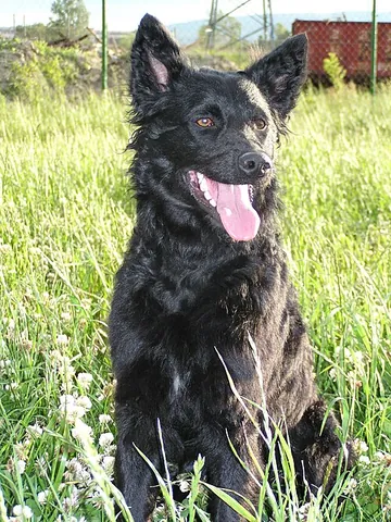 croatian sheepdog: a herding dog bred in Croatia