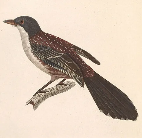crocias: only used in spotted crocias and grey-crowned crocias (two species of birds in the laughingthrush...