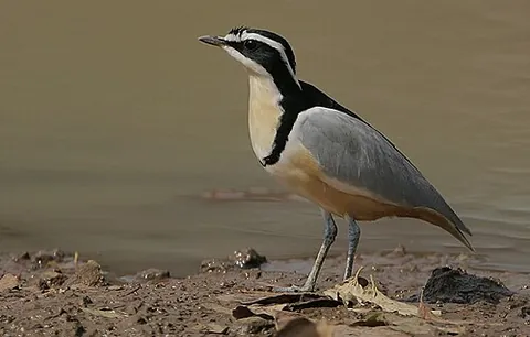 crocodile bird: an Egyptian plover, of species Pluvianus aegyptius