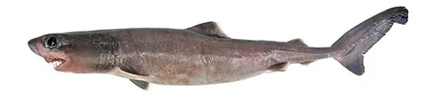 crocodile shark: any of species Pseudocarcharias kamoharai of small, big-eyed mackerel sharks, typically growing to...