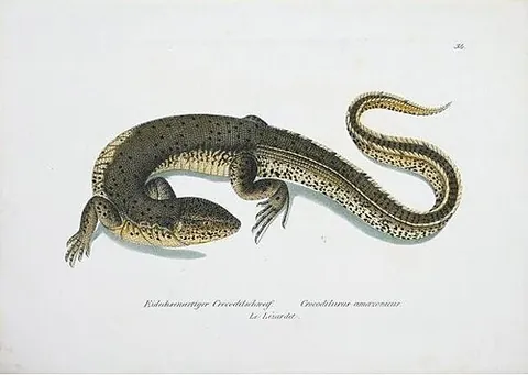 crocodile tegu: a semi-aquatic predatory lizard of species Crocodilurus amazonicus, found in the Amazon Basin and...