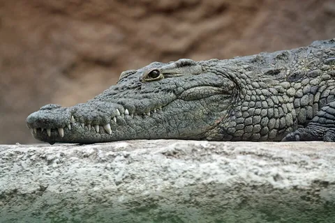 crocodile: any of the predatory amphibious reptiles of the family Crocodylidae; (loosely) a crocodilian, any...
