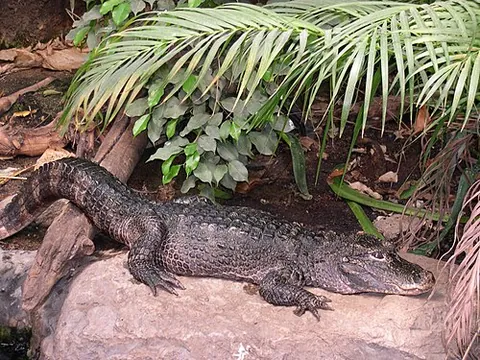 crocodilian: any reptile of the order Crocodilia; a crocodile, alligator, caiman or gavial