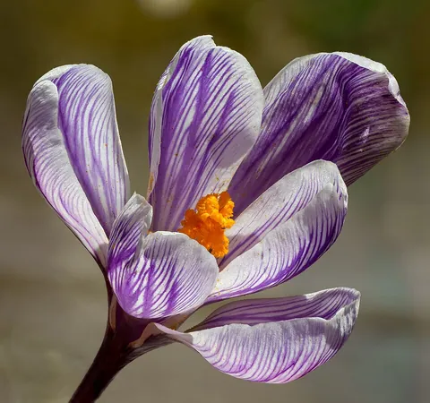 crocus: a perennial flowering plant (of the genus Crocus in the Iridaceae family). Saffron is obtained from...