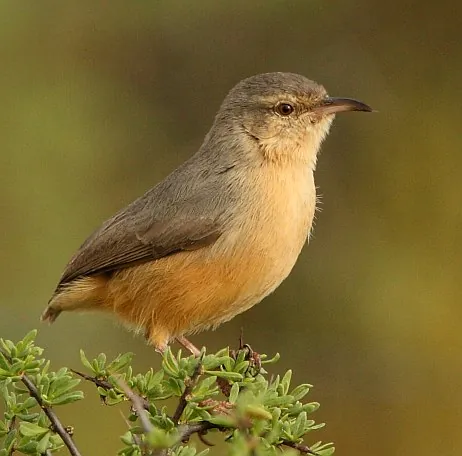 crombec: any of several small passerine birds in the genus Sylvietta