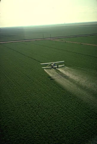 crop-dusting: the application of fertilizers, pesticides, and fungicides onto crops from an aircraft
