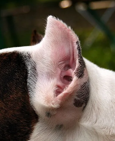 crop-ear: a person or animal (often a horse) whose ears are cropped