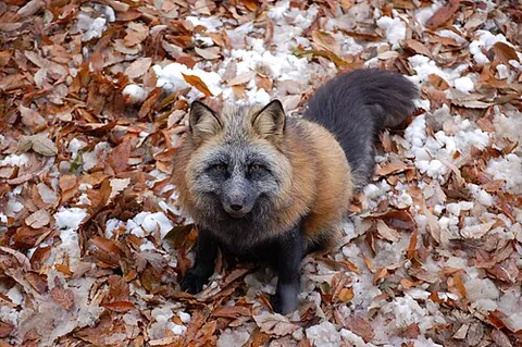 cross fox: a red fox color morph with dark fur along its face, underside, paws, and tail, and a dark...