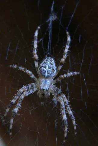 cross spider: the European garden spider (Araneus diadematus)