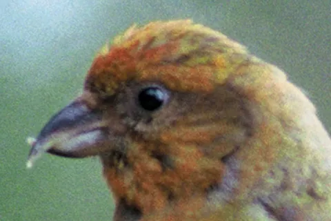 crossbill: any of various finches of the genus Loxia, whose bill crosses over at the tips; they are specialist...