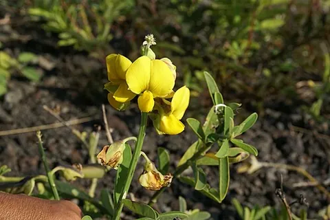 crotalaria: any of the genus Crotalaria of herbaceous plants and woody shrubs