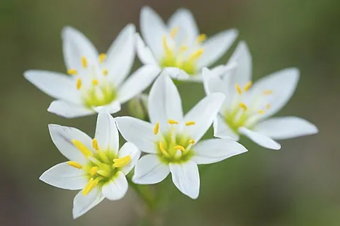 crow poison: stenanthium densum, a poisonous but spectacular monocot wildflower native to pine barrens of the...