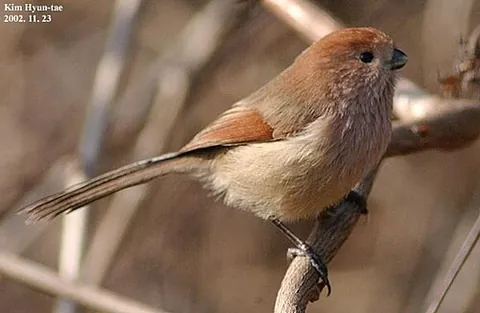 crow-tit: any small titlike bird of the family Paradoxornithidae, noted for their curved, parrotlike bills